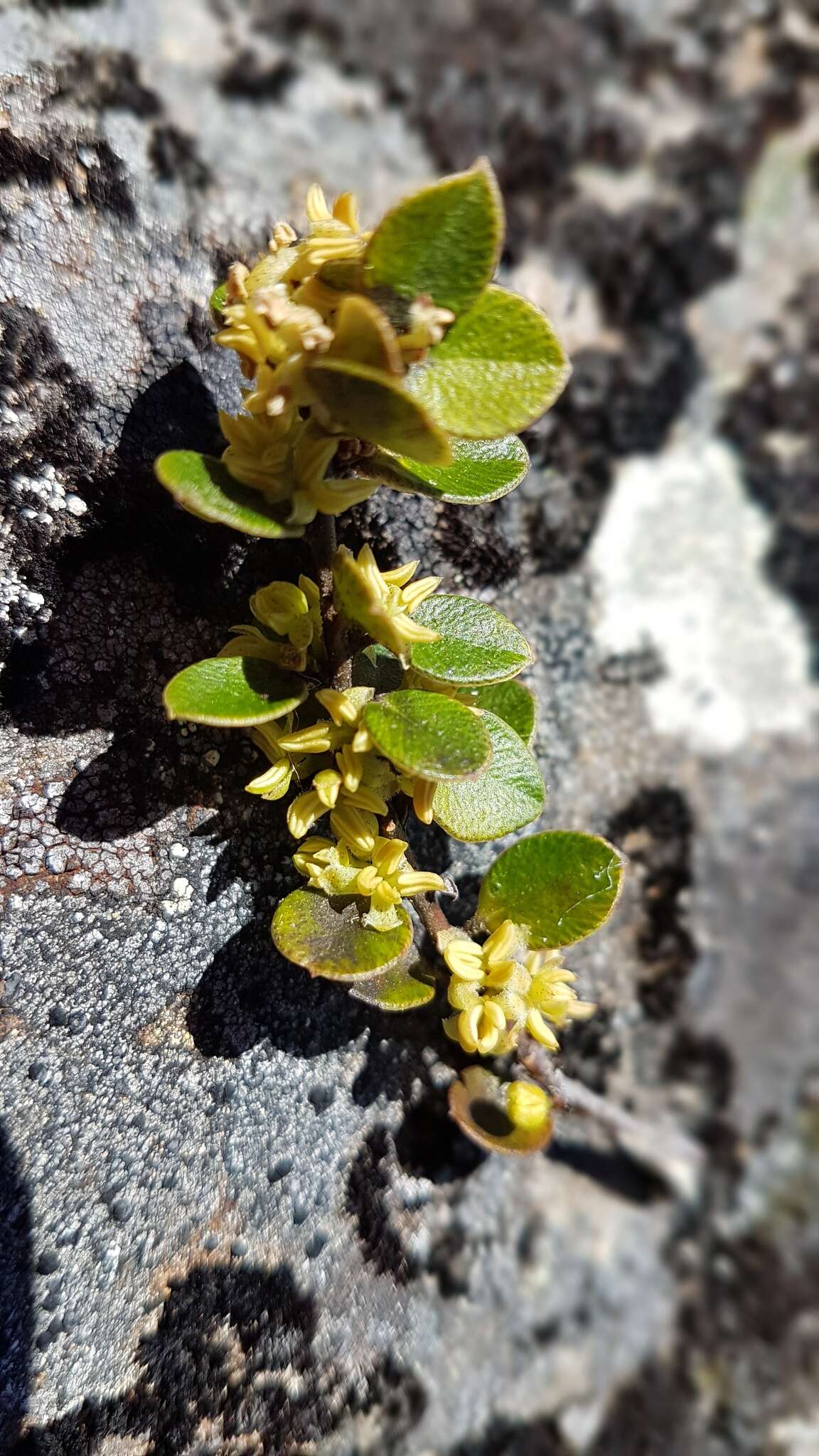 Image of Myrsine nummularia (Hook. fil.) Hook. fil.