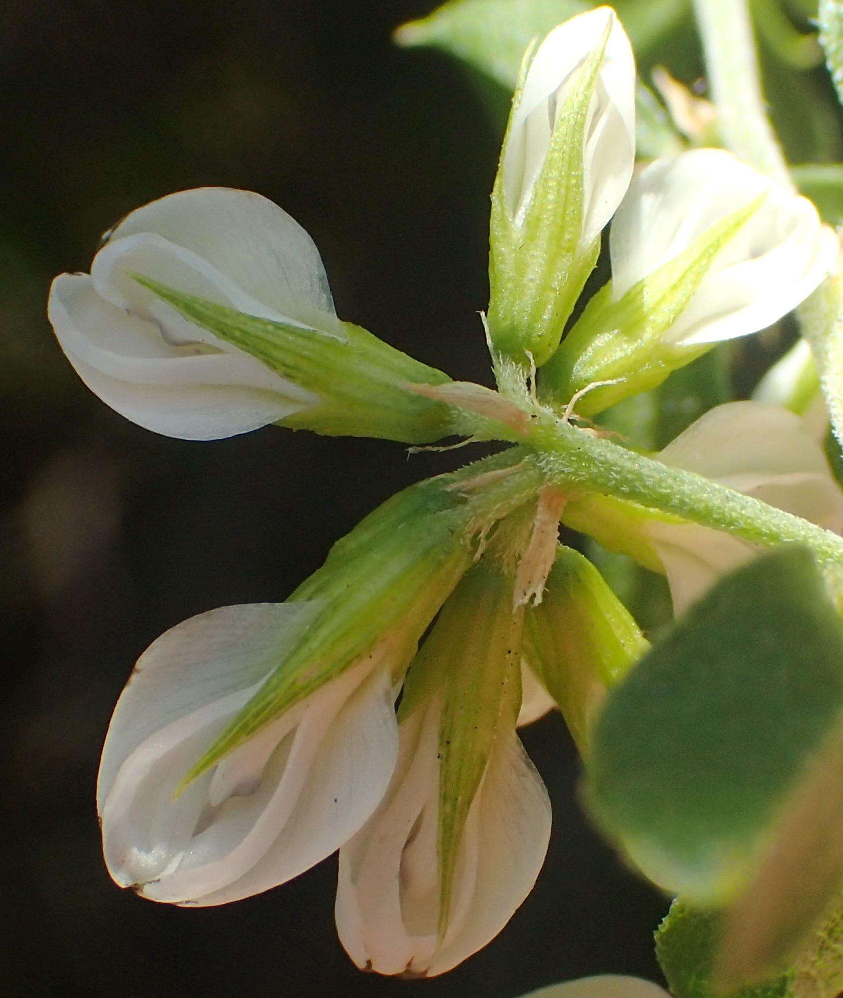 Image de Otholobium bowieanum (Harv.) C. H. Stirt.