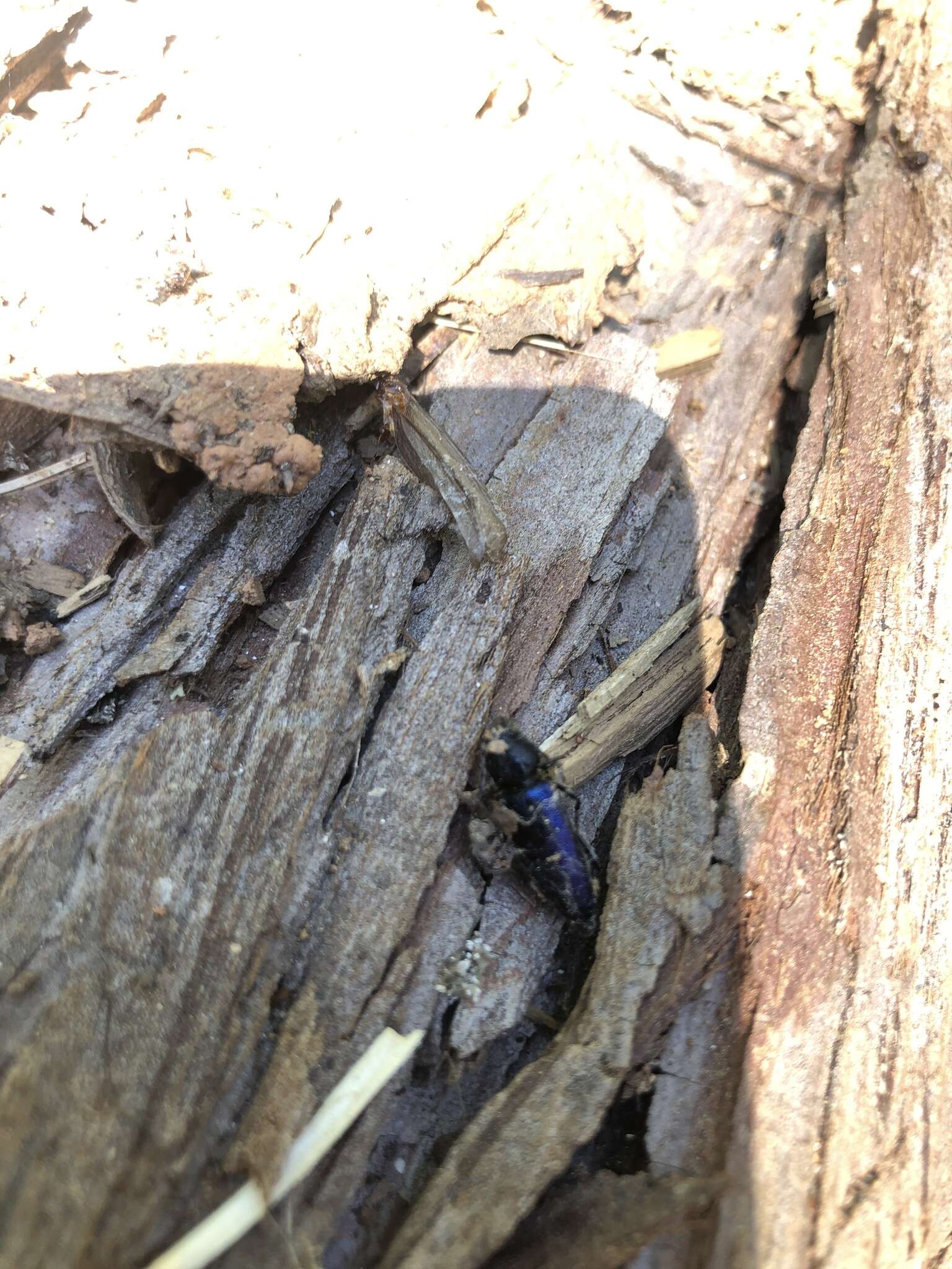 Image of Long-horned beetle