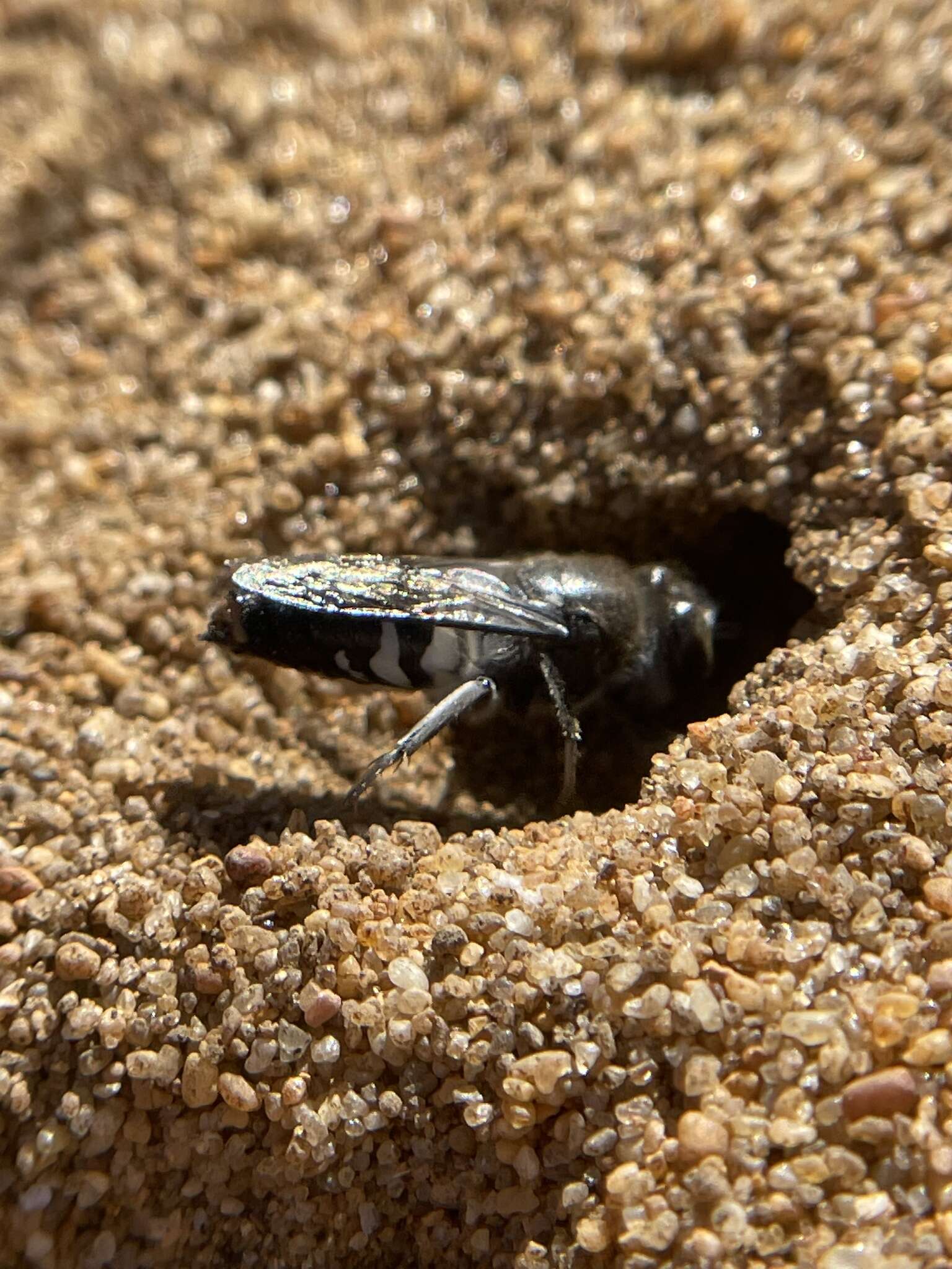 Plancia ëd Bembix vespiformis F. Smith 1856