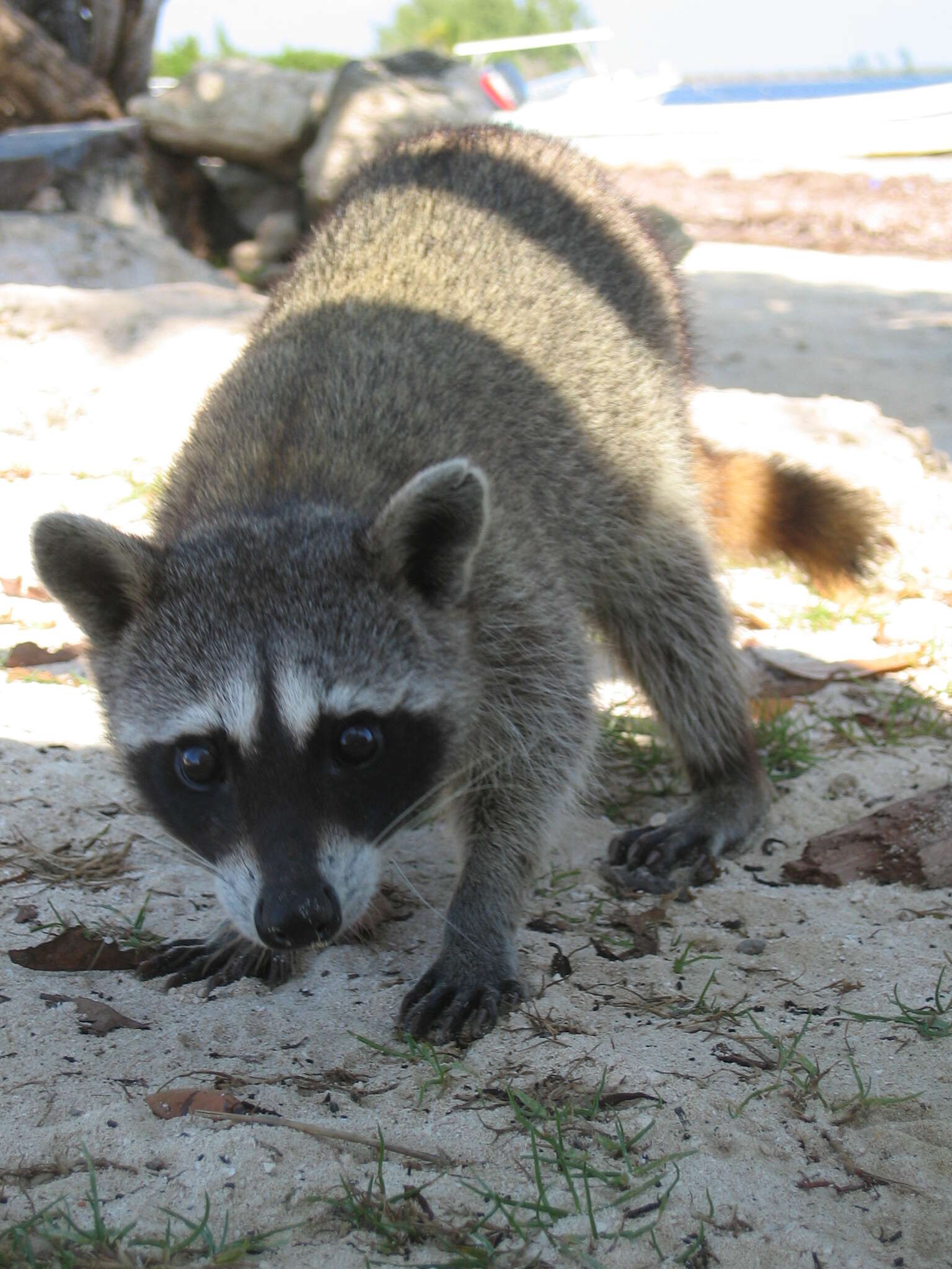 Image of Cozumel Island Raccoon