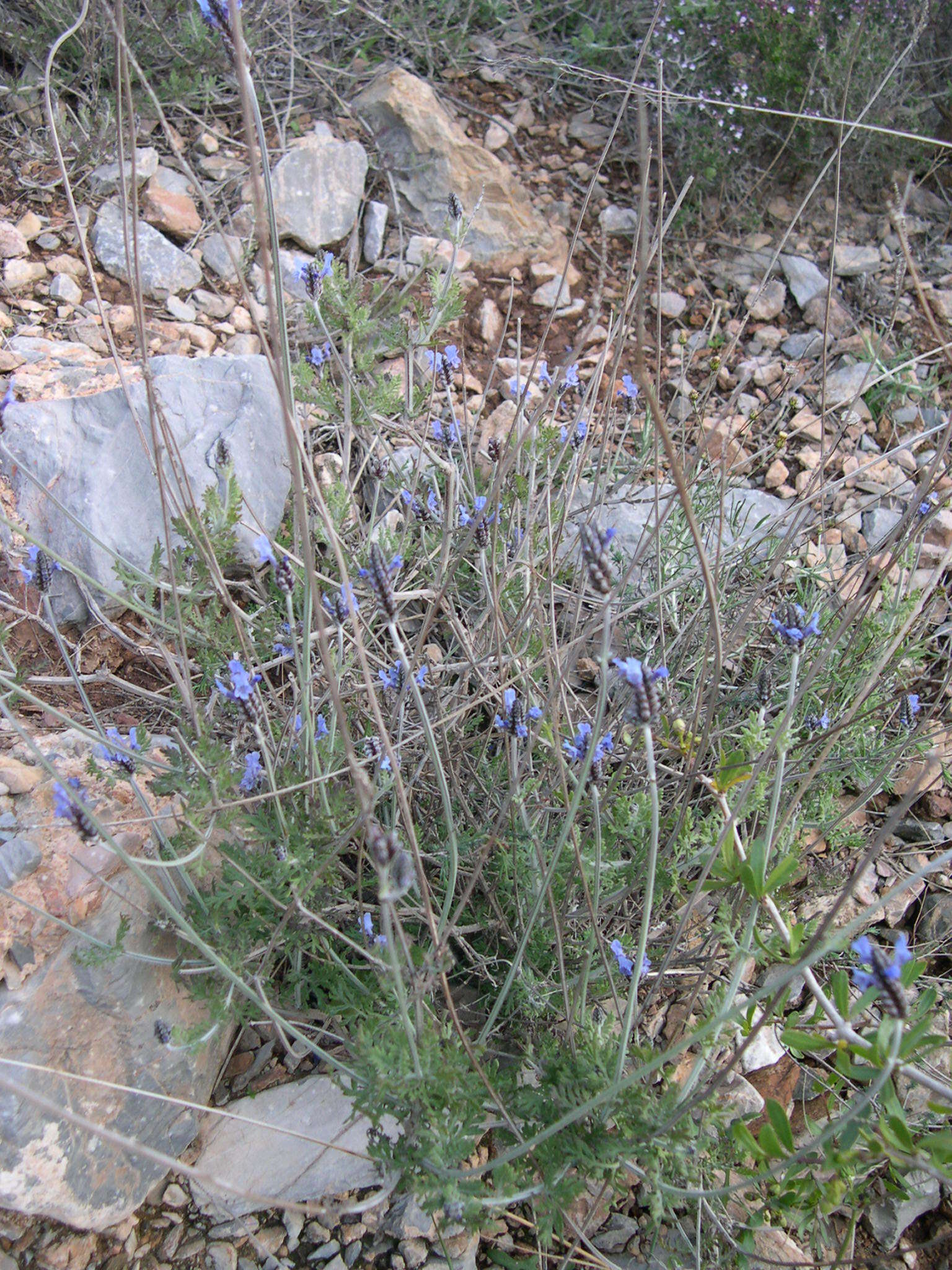 Image of Lavandula multifida L.