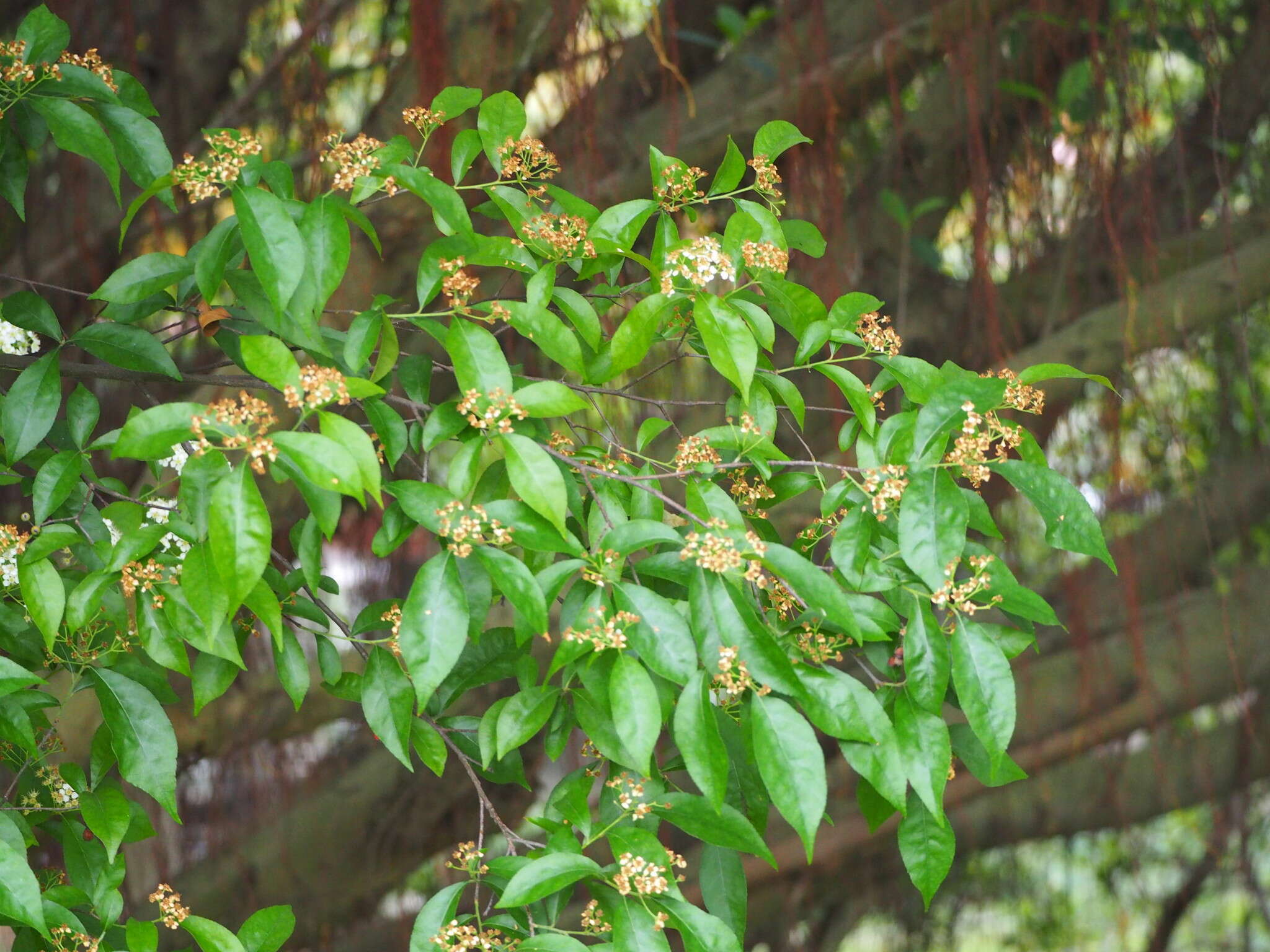 Image of Photinia arguta Wall. ex Lindl.