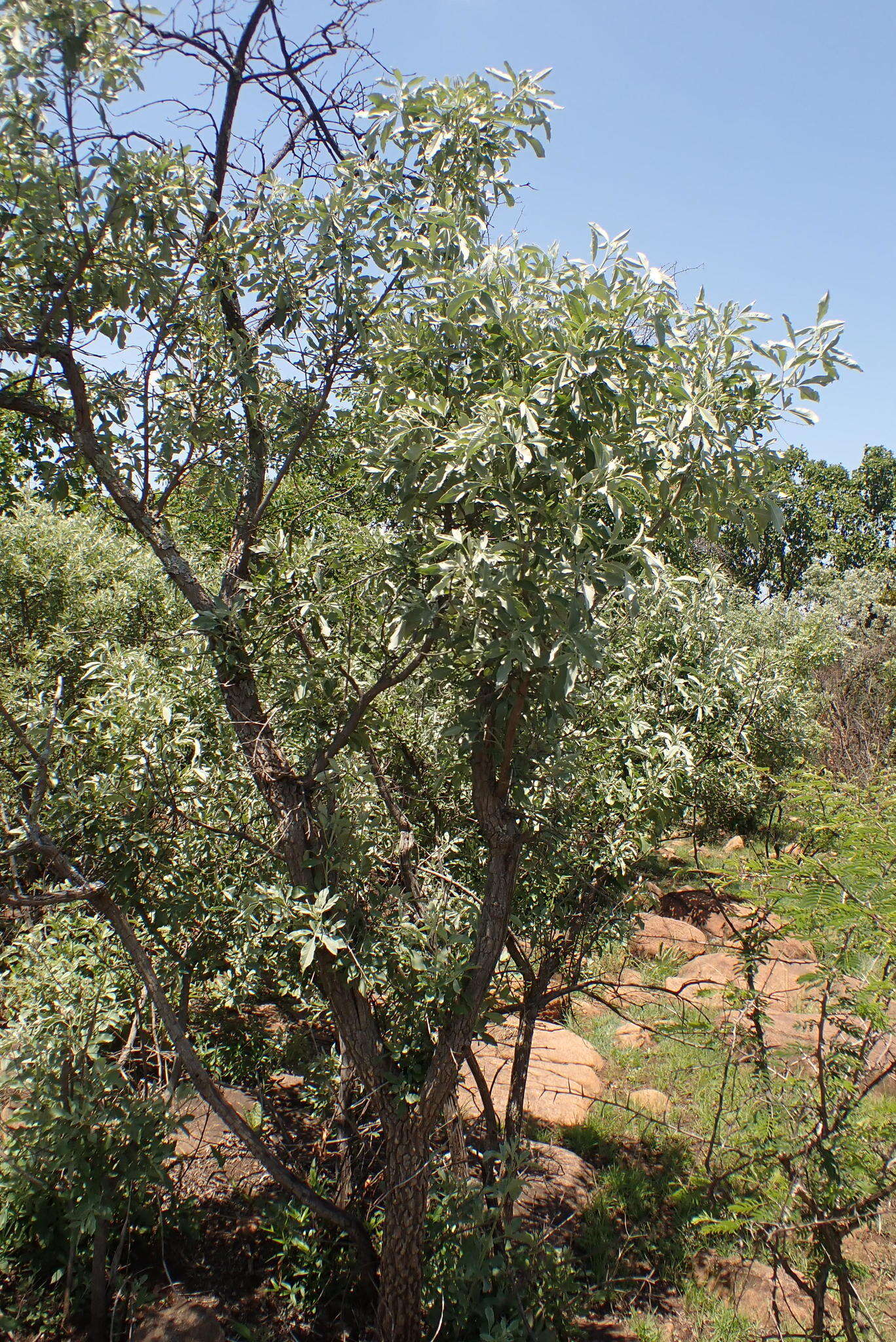 Image de Vitex zeyheri Sond. ex Schauer