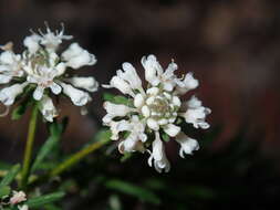 Imagem de Poranthera ericifolia Rudge