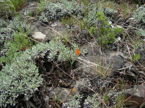 Image of Yellow Bell