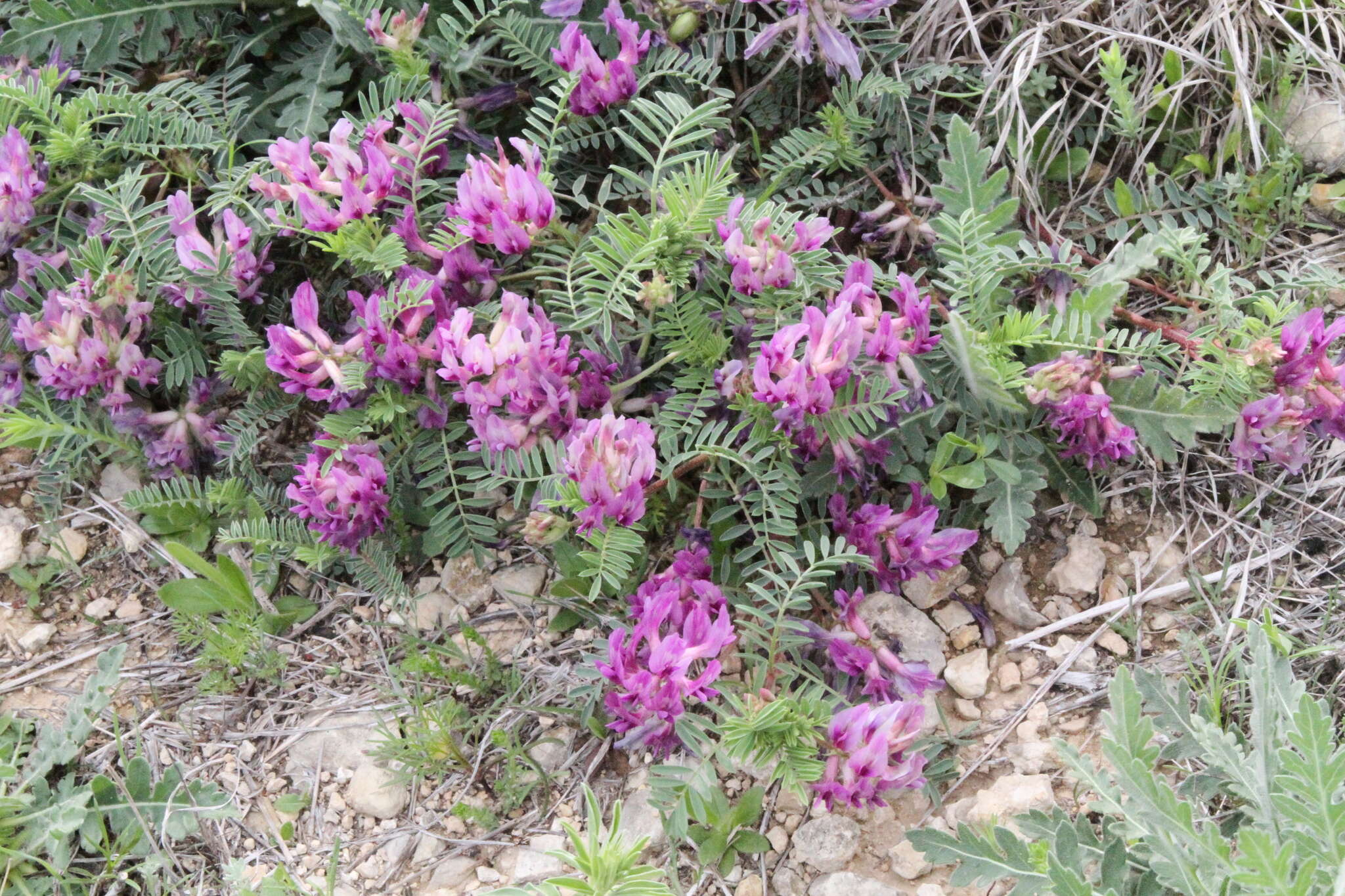 Sivun Astragalus crassicarpus Nutt. kuva