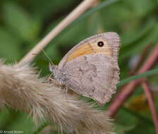 Image of Hyponephele lupinus Costa 1836