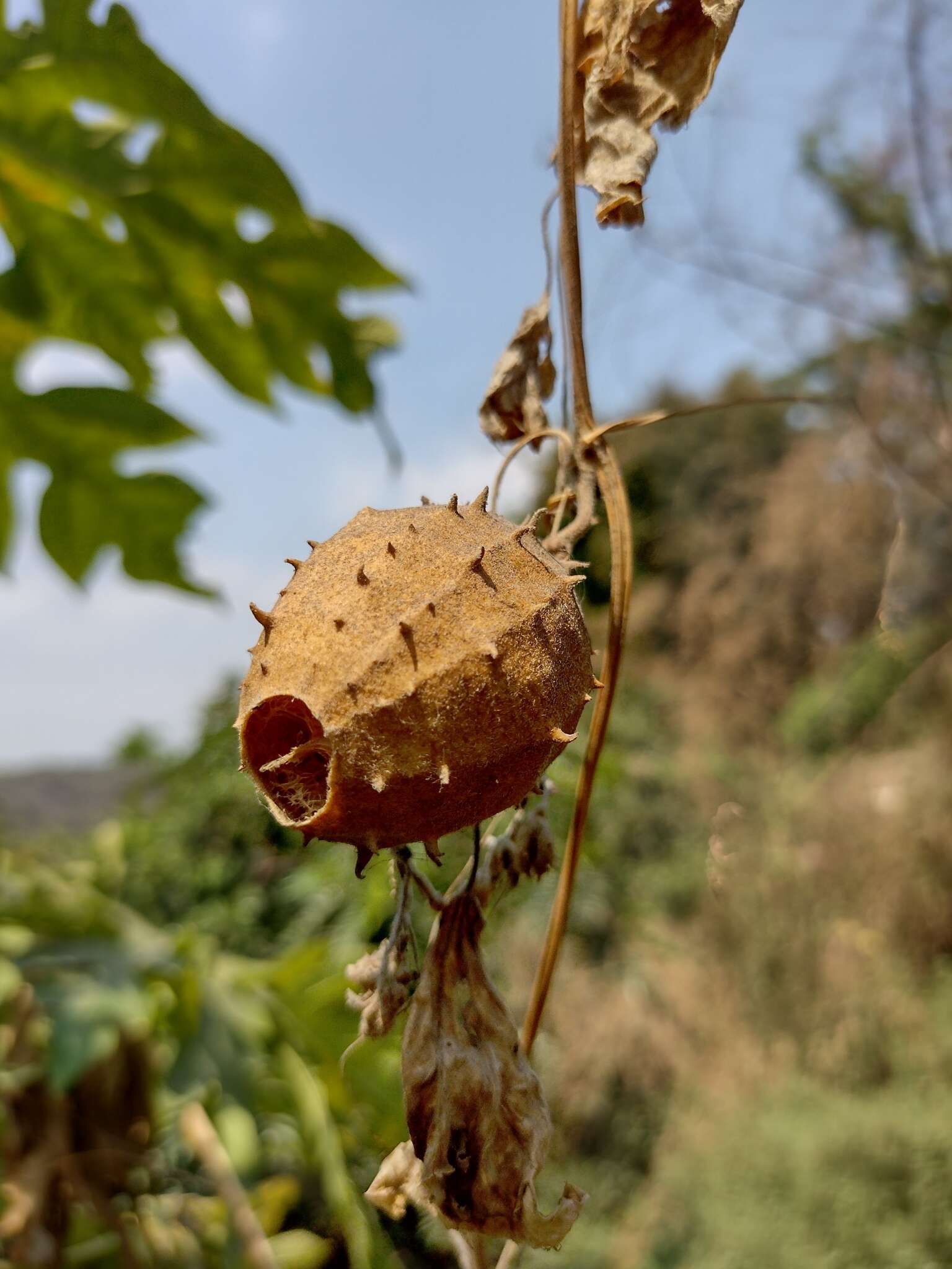 Image of luffa