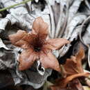 صورة Cordia megalantha S. F. Blake