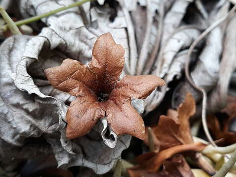 صورة Cordia megalantha S. F. Blake