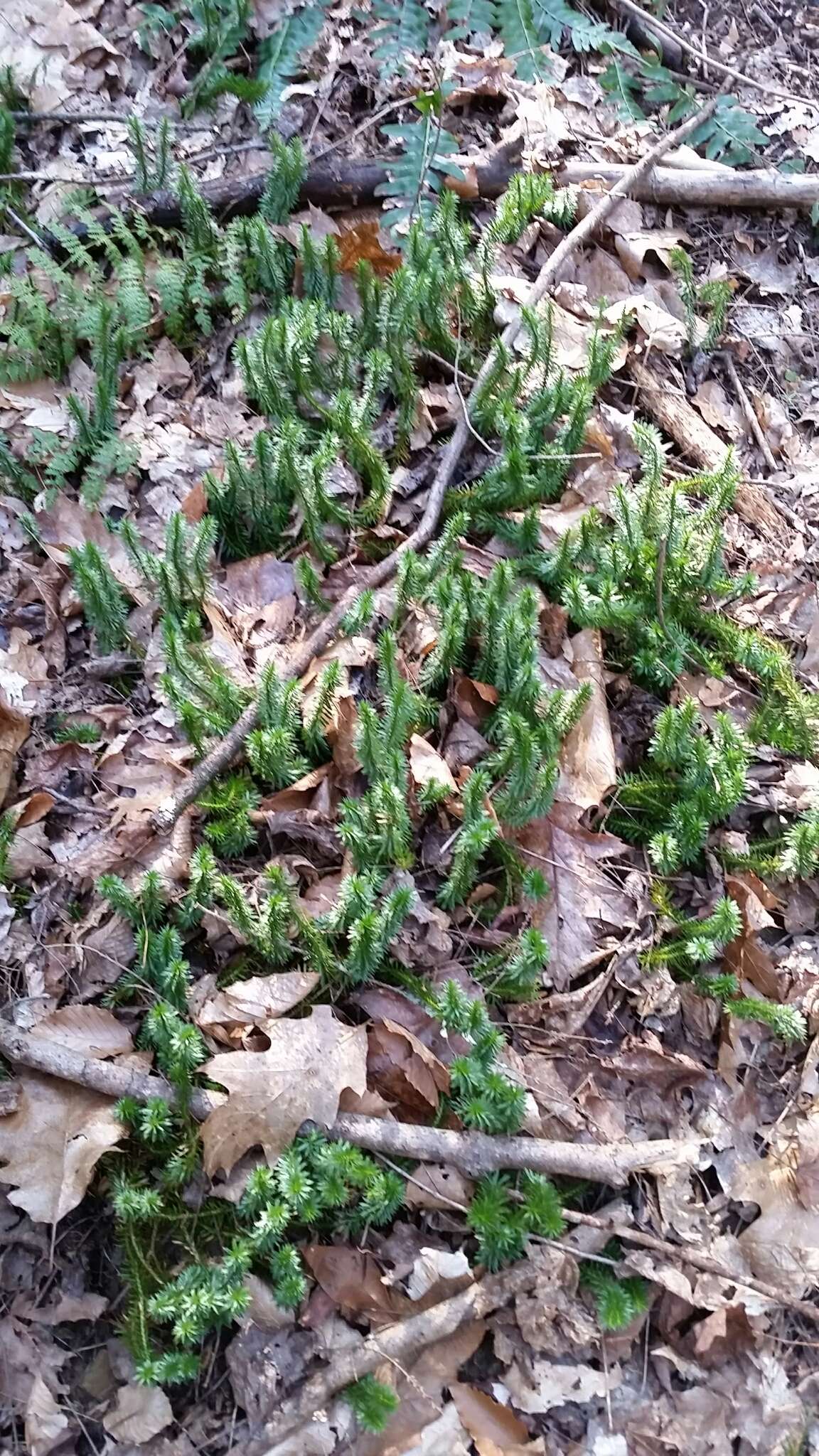 Image of shining clubmoss