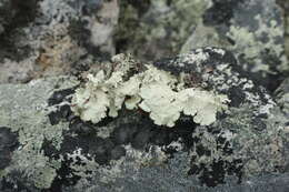 Image of golden asahinea lichen