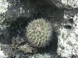 Imagem de Mammillaria polythele Mart.