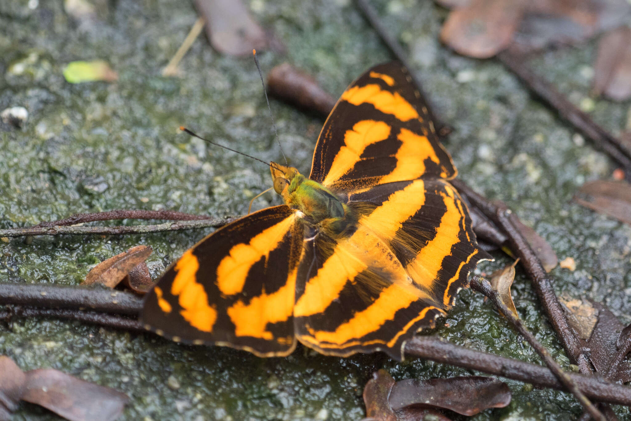 Image of Symbrenthia hippoclus Cramer 1782