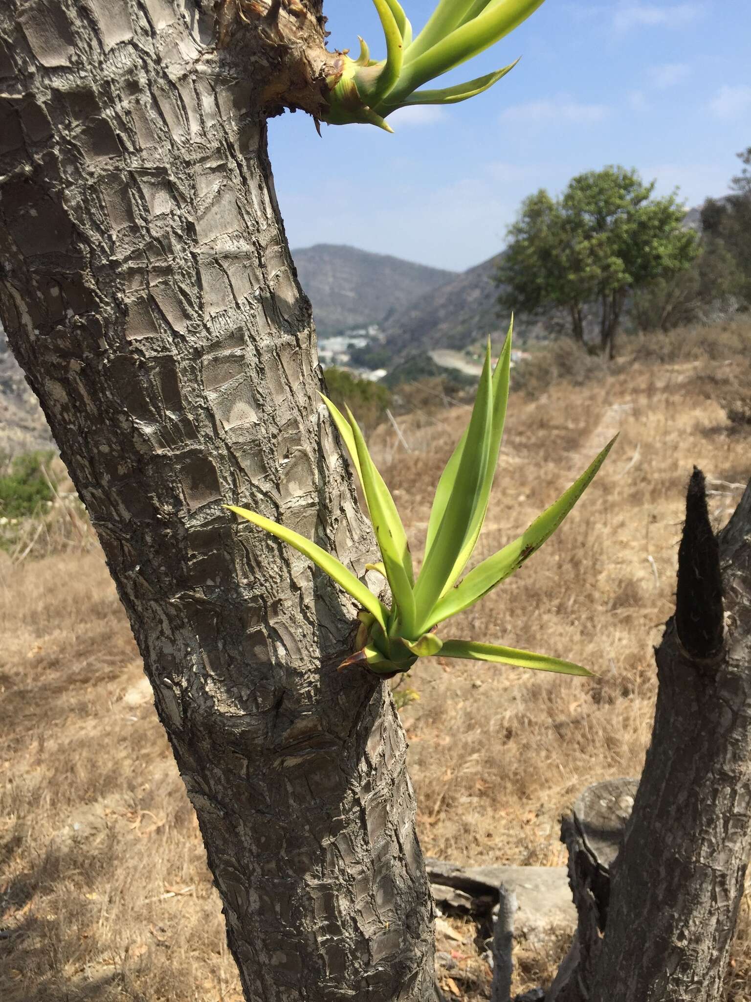 Plancia ëd Yucca gigantea Lem.