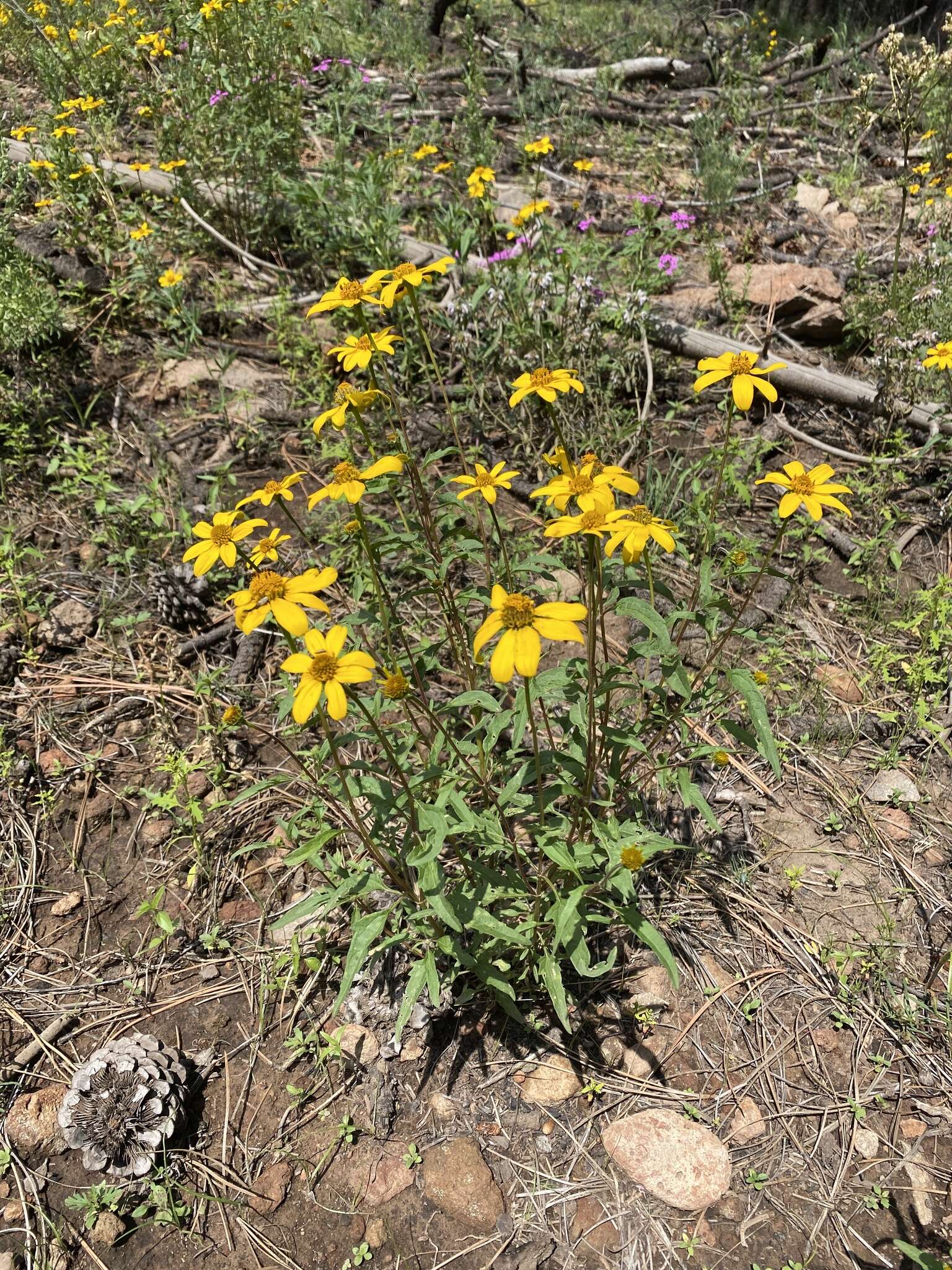 Image of mountain oxeye