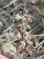 Image de Teucrium chamaedrys subsp. nuchense (K. Koch) Rech. fil.