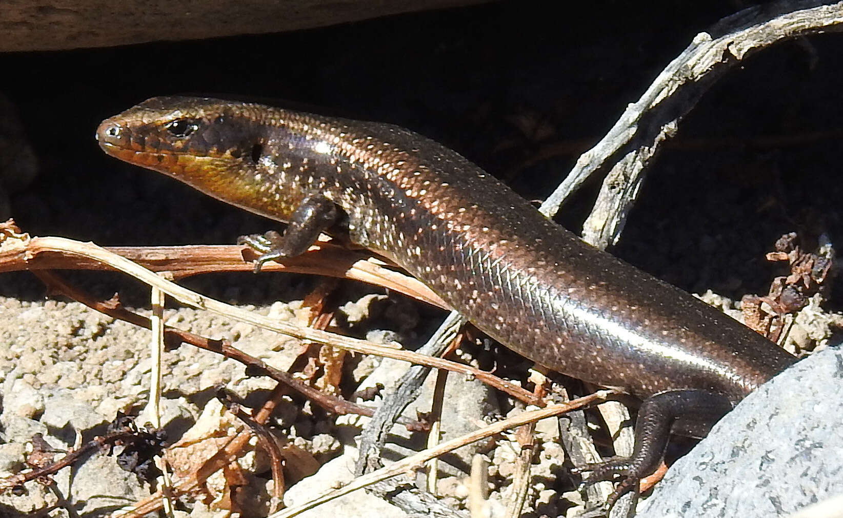 Image of Chalcides sexlineatus bistriatus Steindachner 1891