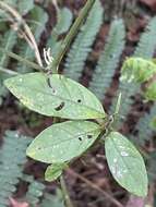 Image of Solanum appendiculatum Humb. & Bonpl. ex Dun.