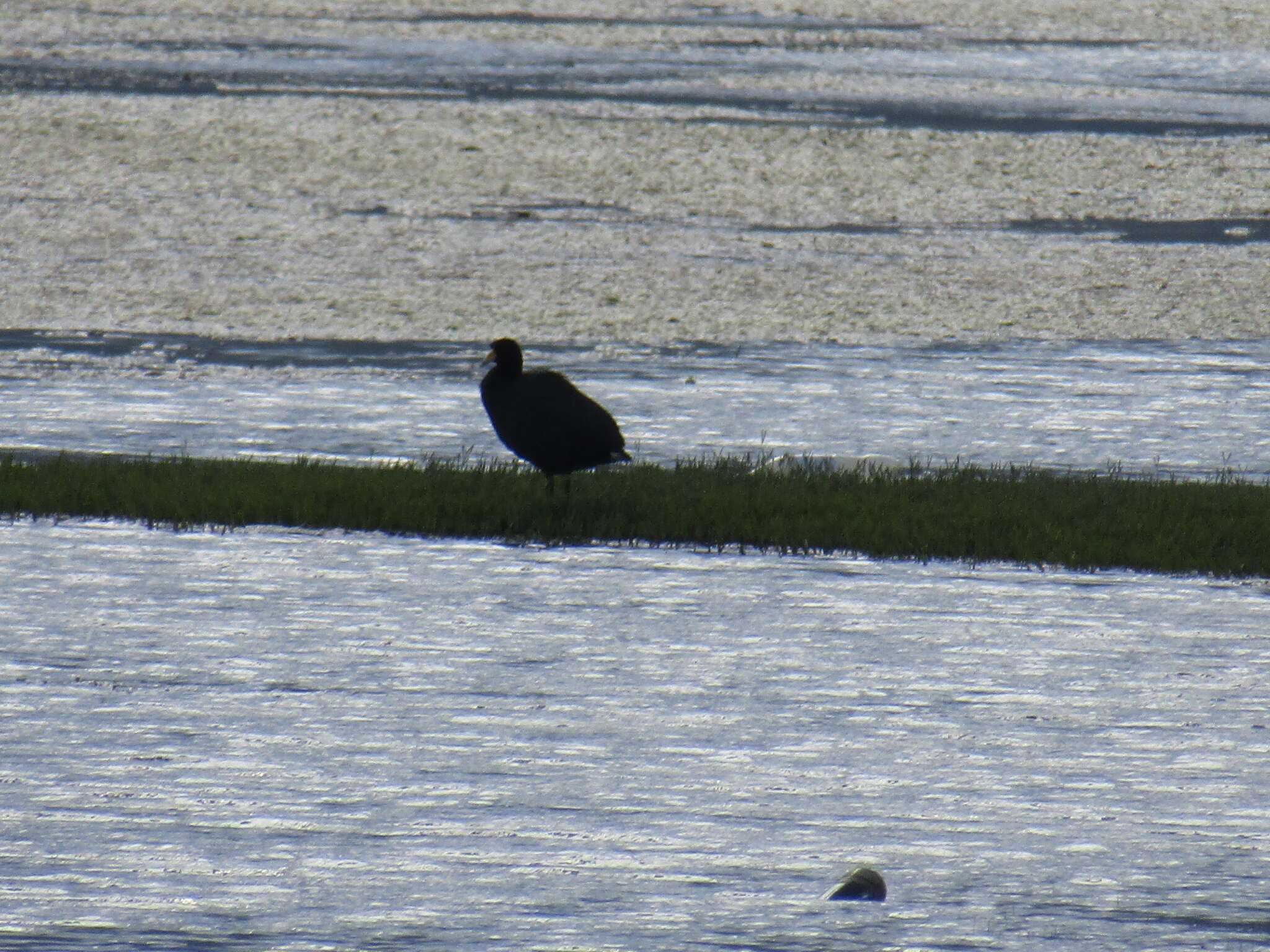 Image of Andean Coot