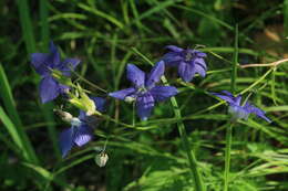 Image of Aquilegia parviflora Ledeb.