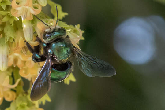 Xylocopa bombylans (Fabricius 1775) resmi