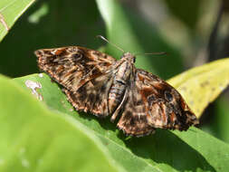 Imagem de Noctuana stator Godman & Salvin 1899