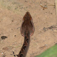 Image of Malayan Pit Viper