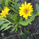 Image of cutleaf balsamroot