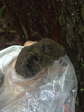 Image of Creeping Vole