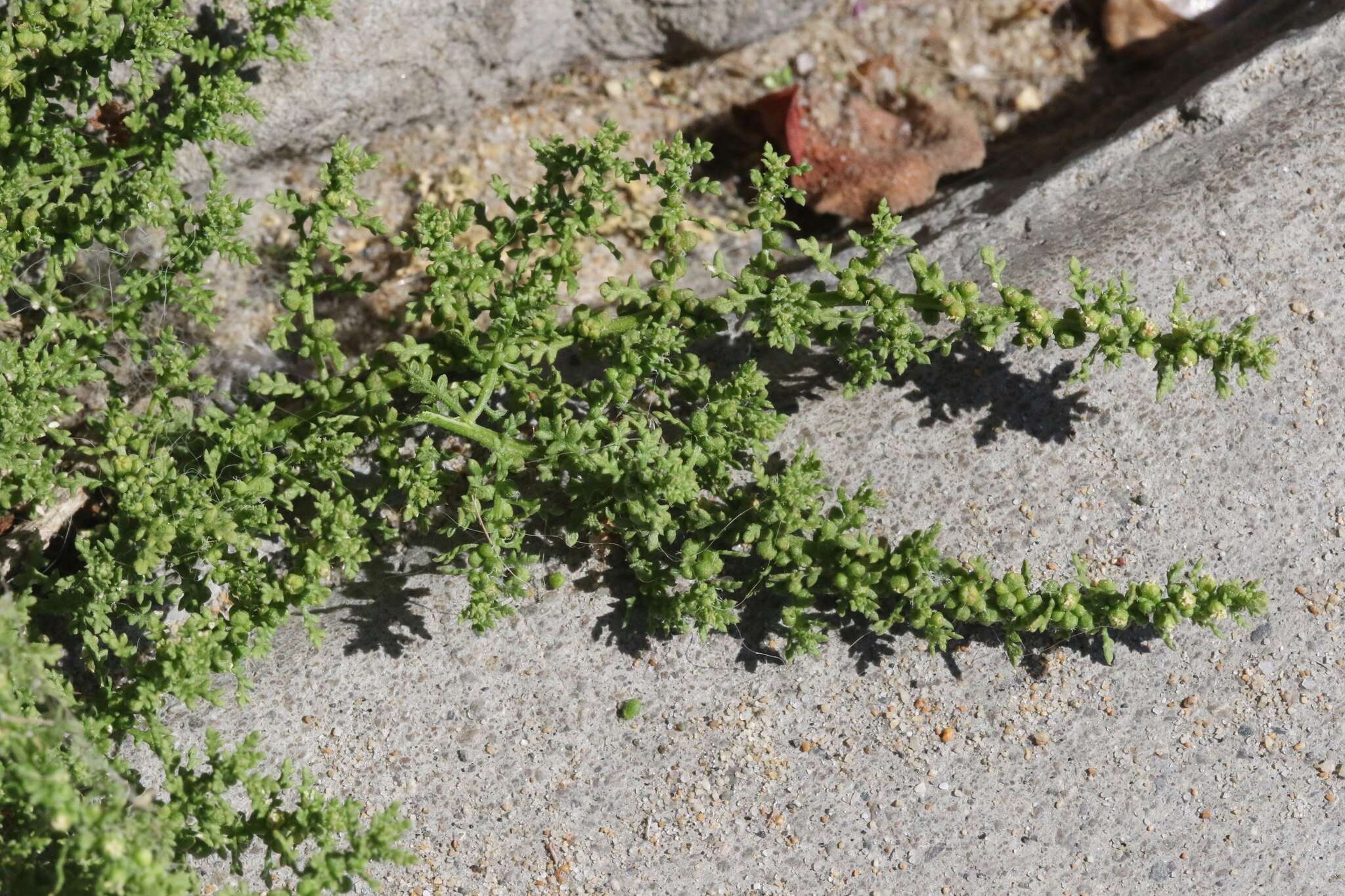 Image of cutleaf goosefoot