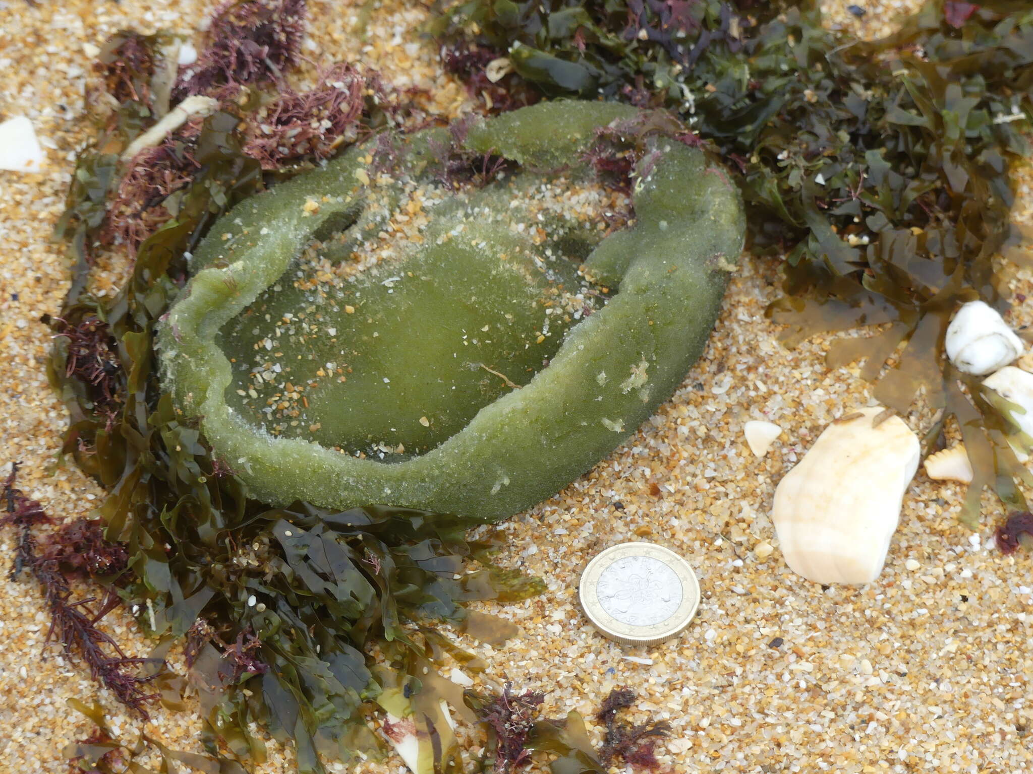 Image of Codium bursa