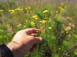 Imagem de Euryops pedunculatus N. E. Br.