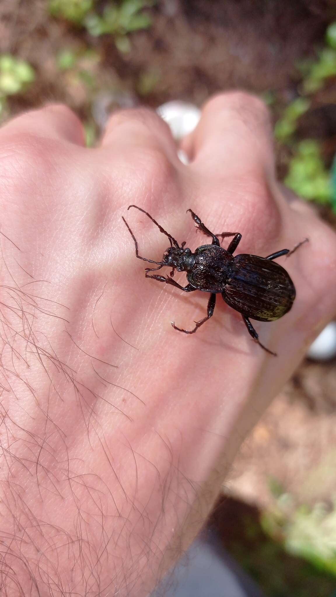 Image of Carabus (Macrothorax) rugosus celtibericus Germar 1824