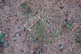 Image of Hyssop-Leaf Bugseed