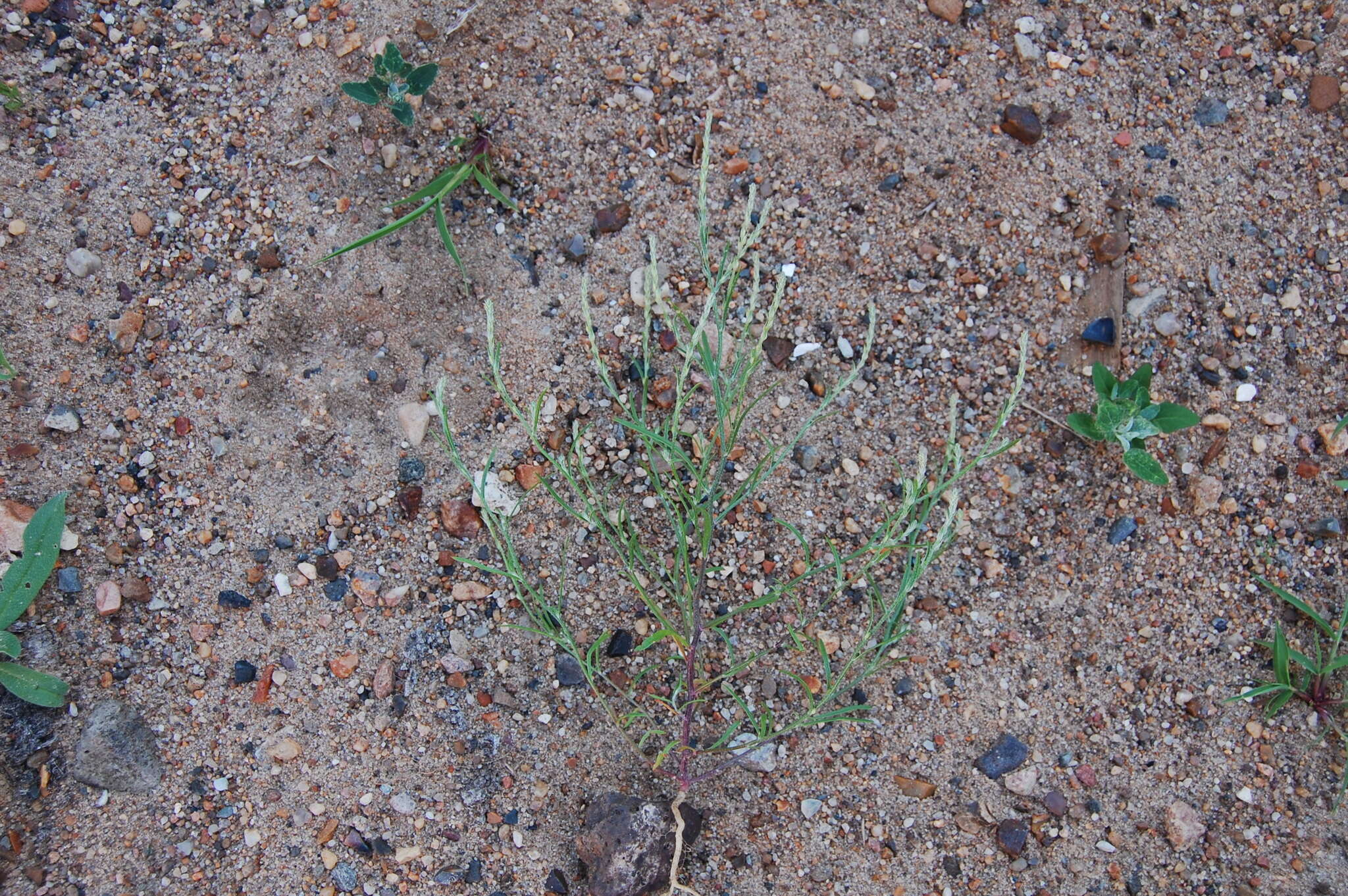 Image of Hyssop-Leaf Bugseed