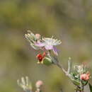 صورة Lithomyrtus microphylla (Benth.) N. Snow & G. P. Guymer