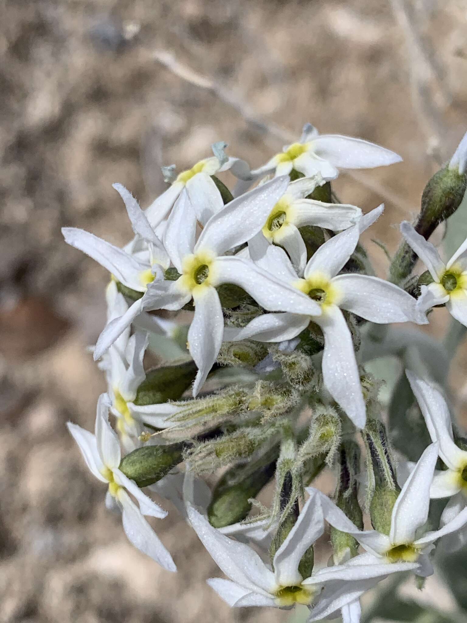 Plancia ëd Amsonia tomentosa Torr. & Frem.