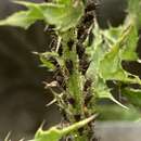 Image of Large Thistle Aphid