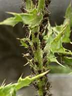 Image of Large Thistle Aphid