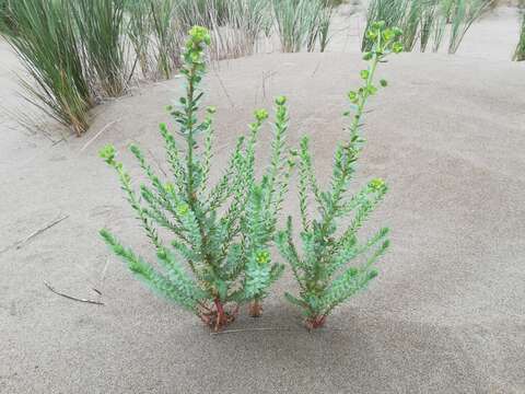 Image of sea spurge