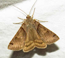 Image of Clover Looper, Range Grass-moth