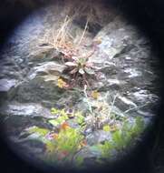 Image of Santa Monica Mountains dudleyea