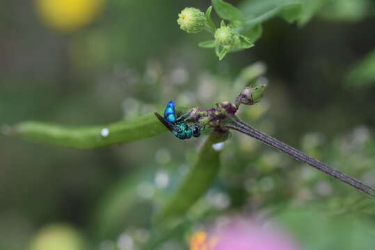 Image of <i>Chrysis conica</i> Brullé 1846