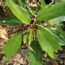 Image of Coussapoa purpusii Standl.