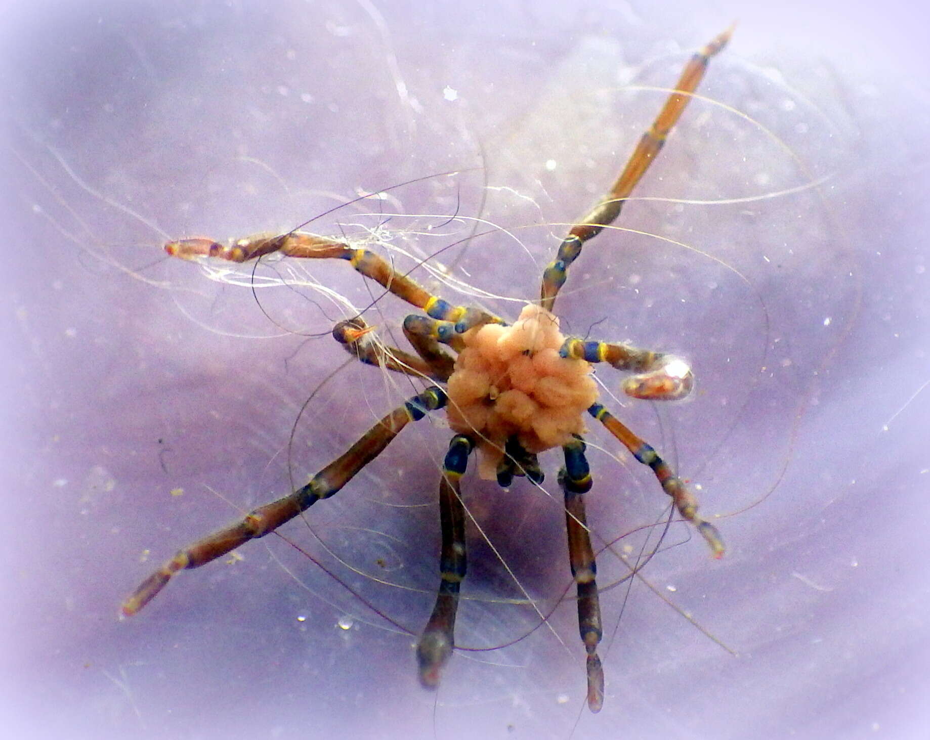 Image of Anoplodactylus evansi Clark 1963