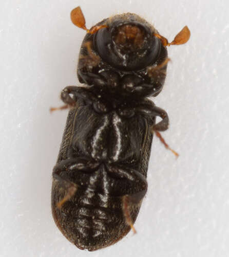 Image of European hardwood ambrosia beetle