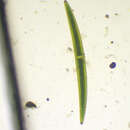 Image of Closterium turgidum Ehrenberg ex Ralfs 1848