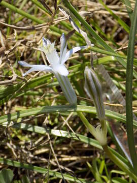 Imagem de Androstephium coeruleum (Scheele) Greene